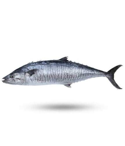 ماهی شیر خلیج