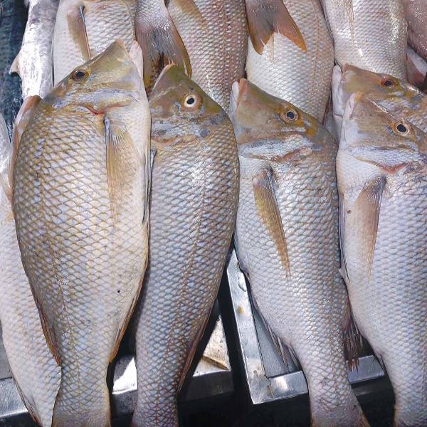صادرات ماهی به عراق